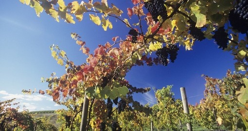 Vineyards of Yarra Valley