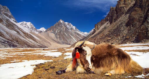 Enjoy unique Himalayan Yaks on your trip to Bhutan