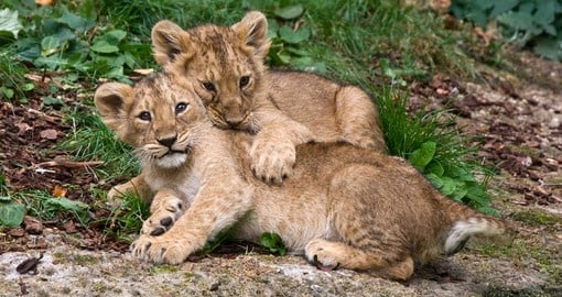 African lions have been admired throughout history for as symbols of courage and strength.
