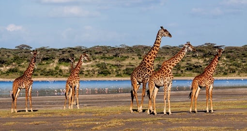 Giraffe in the Serengeti National Park
