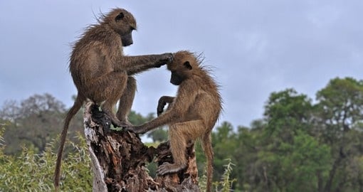 Chacma baboons
