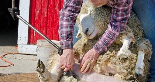 See sheep shearing demos at the Agrodome