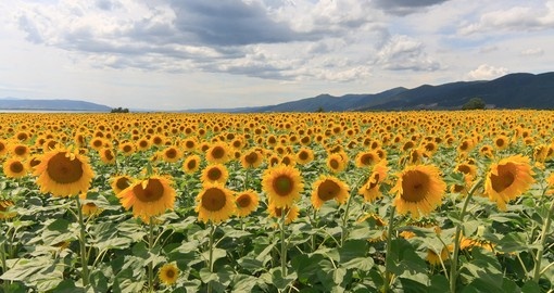 Sunflowers in Thesaloniki
