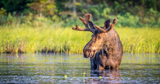 Spot a bull moose -  the largest member of the deer family