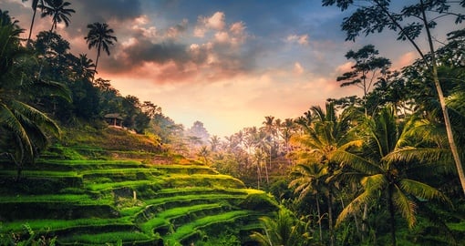 Rice is a staple food and an integral part of Balinese culture. Learn more at the Rice Terraces in Ubud