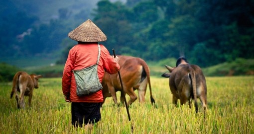 Buffalo shepherd on the rice field