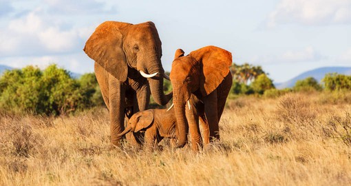 Loisaba sits on the western edge of one of Kenya’s most important elephant movement corridors