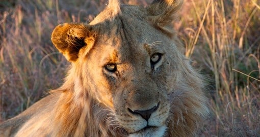 See the young lions on your Madikwe Game Reserve safari.