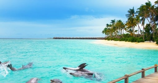 Maldives dolphins