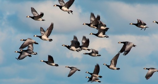 Geese migrating to south in autumn