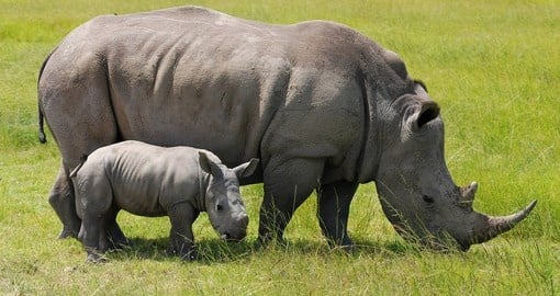 Rhino family