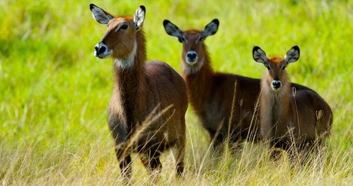 Antelopes together in Lake Mburo National Park - a great photo opportunity while on your Uganda safari.