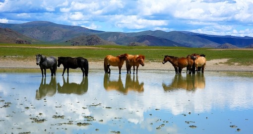 Mongolian horses in vast grassland