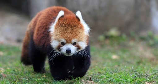 Red panda bear