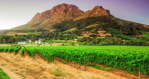 Stellenbosch is home to more than 200 wine and grape producers