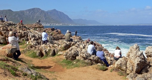 Experience Whale watching from land during your next trip to South Africa.