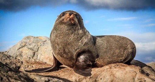 Fur Seal near Palliser Bay