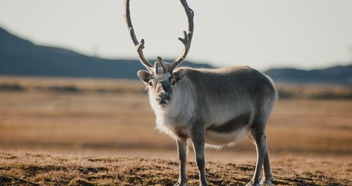 On your Arctic Vacation learn about how the reindeer braves the cold weather to eventually end up in greener pastures