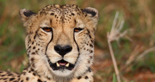 The blend of savannah, wetlands and mountains are prime cheetah habitat