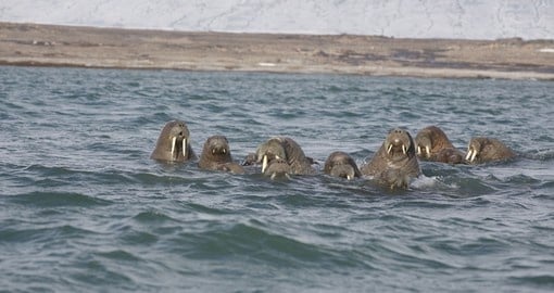 Aboard your Arctic Cruise, you'll be able to find families of walrus' and other wildlife species traversing the cold waters