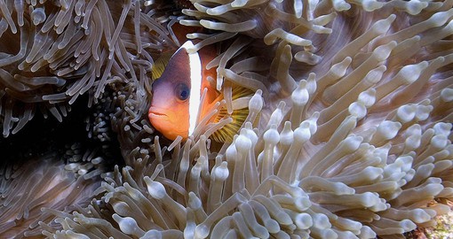 Explore the  marine life that surrounds the island on your trip