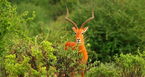 Male antelope in Samburu National Park