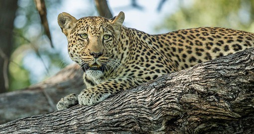 The Leopard is the most elusive of the big cats and is a member of Africas Big Five