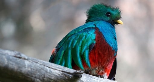 Colourgul quetzal
