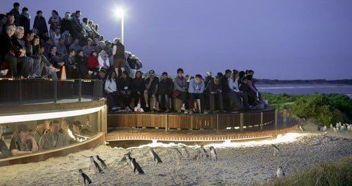 Enjoy the night view of Penguins Plus on your next Australia vacations.