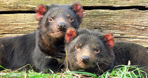 Weighing up to 26 pounds,  the Tasmanian devil is the world's largest carnivorous marsupial