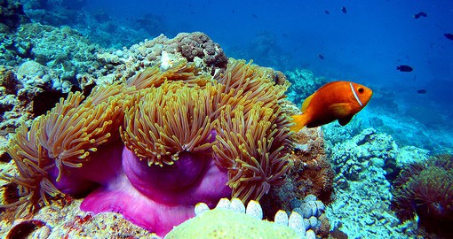 The Great Barrier Reef is home to over 9,000 species