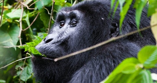 Mountain gorilla (Silverback) in Bwindi National Park Uganda