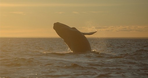 Whale jumping high in the Atlantic Ocean