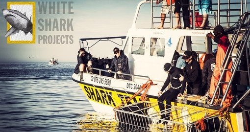 Experience diving to see Great White Shark during your next South Africa safari.
