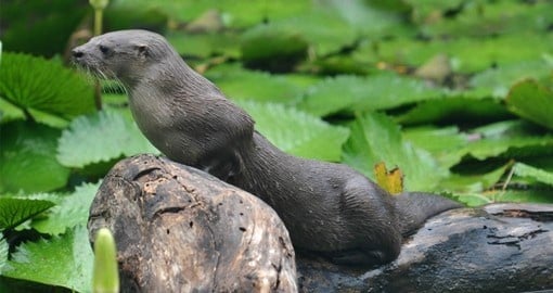 See giant river otters on your Costa Rica vacation