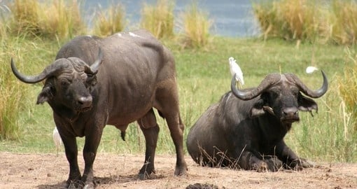 African buffalo are a common sight on all Zimbabwe vacations.