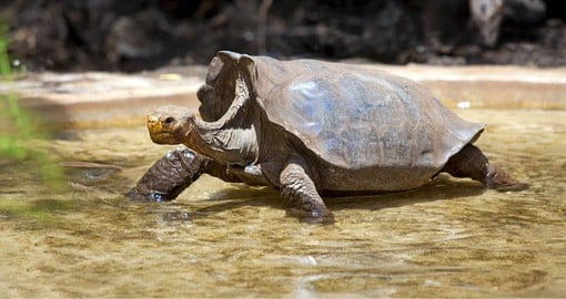 The giant tortoises of the Galapagos are among the most famous of the unique fauna of the Islands