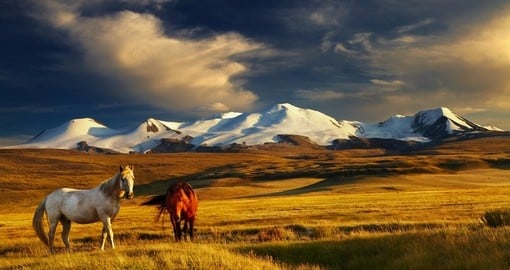 Grazing horses and snow capped mountains