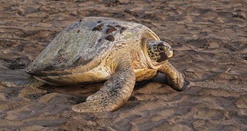 See the Sea Turtle sanctuary on your Costa Rica Vacation