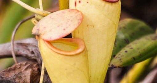 Carnivorous plant endemic to Madagascar