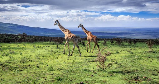 The Serengeti was proclaimed a national park in 1951, and is designated as a World Heritage Site