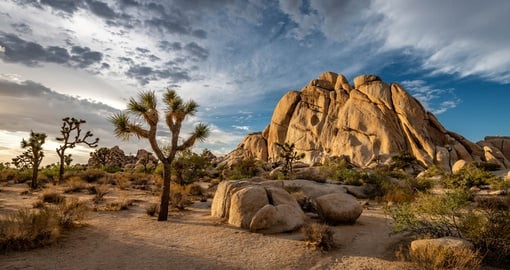 Joshua Tree National Park is otherworldly. Wait till you see its starry skies