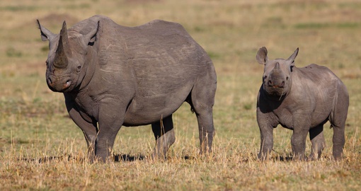 You might be able to see Black Rhino and explore the beautiful animal during your next Kenya vacations.