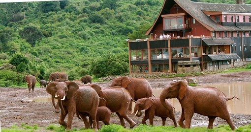 Elephants outside The Ark