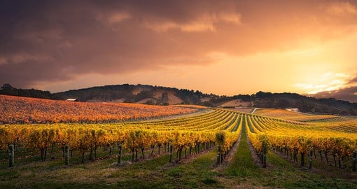 Discover the striking beauty of the vineyards within the Adelaide Hills