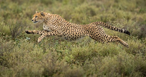 The expansive savanna of the Ngorongoro Conservation Area provide the perfect habitat for cheetah
