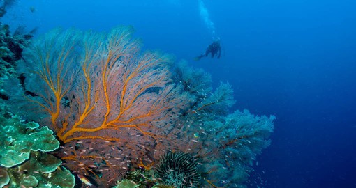 Explore The Rowley Shoals that are Western Australia’s premier coral playground