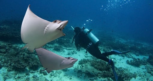 Swimming with rays on the Great Barrier Reef