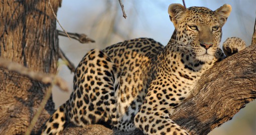 Often referred to as a 'Garden of Eden', the Moremi Game Reserve offers excellent game viewing
