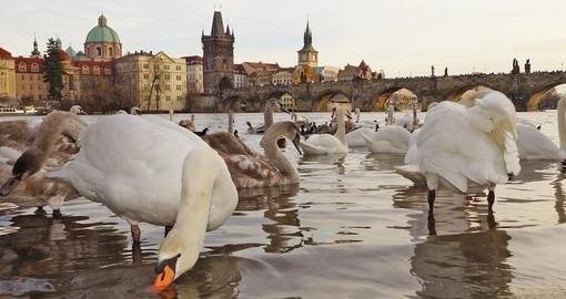 Swans on the Charles Bridge in Prague